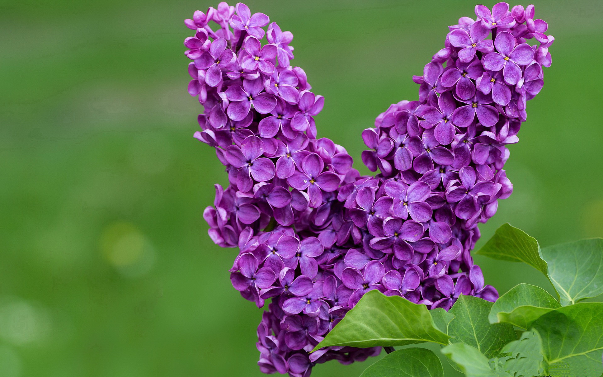 开云体育官方网站-RNG.M季后赛冲刺状态爆棚，rngm进入季后赛