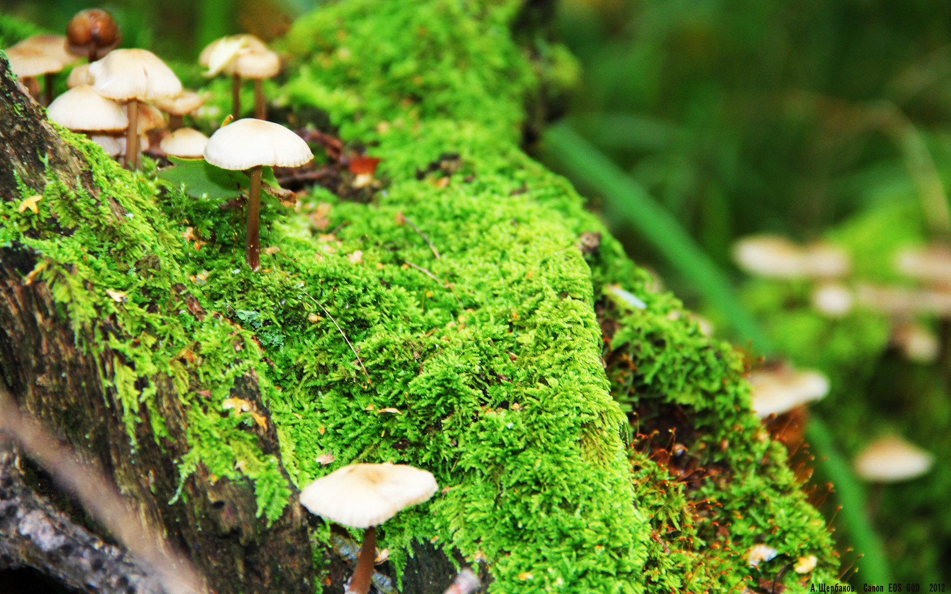 横滨水手锋线射手进球攀升,横滨水手主力