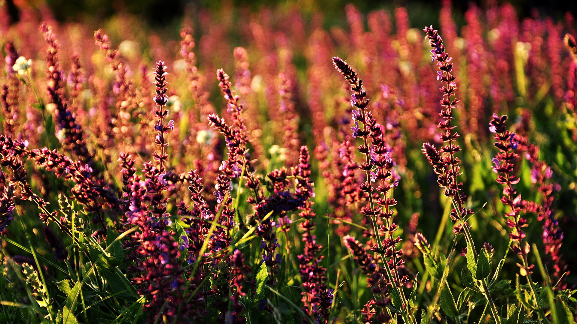 精彩的足球赛季拉开序幕,球队展现技艺,足球 赛季