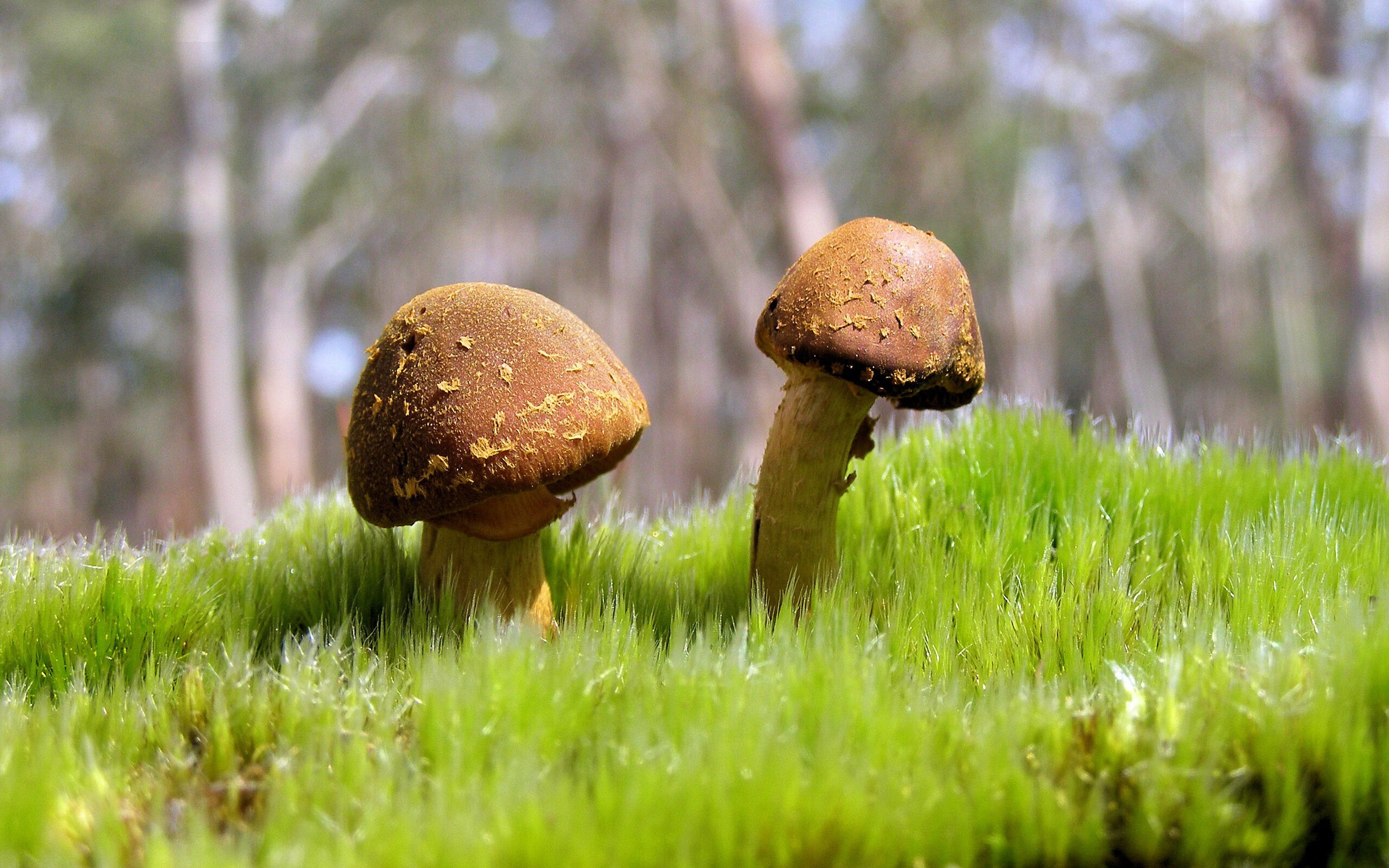 外教执教内容未与本土足球哲学融合,全外教足球训练营招生啦2018年8月22日