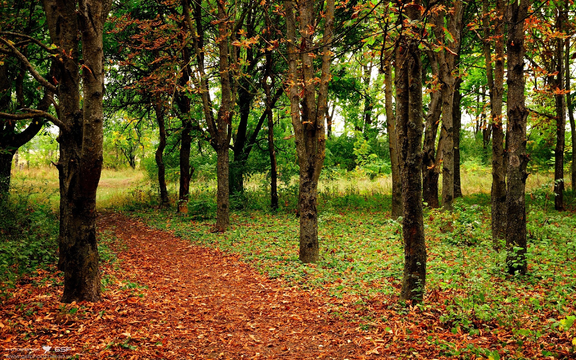 开云平台-球迷文化成为体育力量，球迷对球队的作用